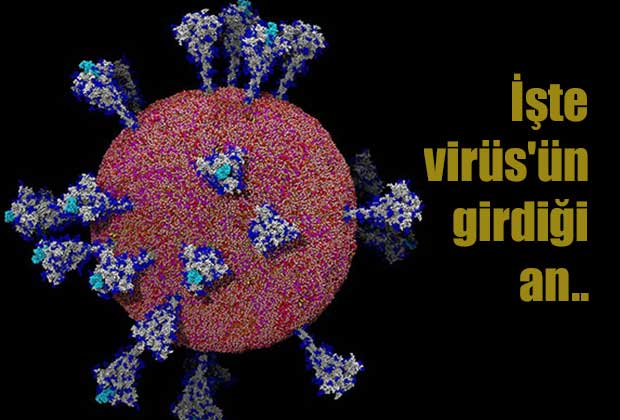 koronavirusun-insan-hucreleriyle-etkilesim-ani-goruntuledi