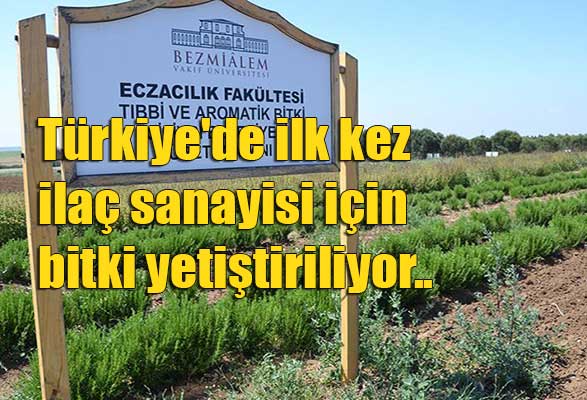 turkiye-de-ilk-kez-ilac-sanayisi-icin-bitki-yetistiriliyor